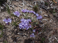 Blue cabong (Codonorhiza corymbosa)