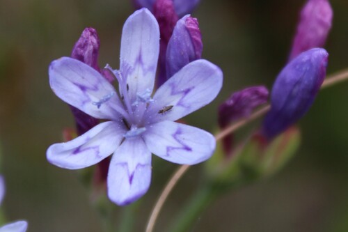 Blue cabong (Codonorhiza corymbosa)