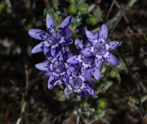 Blue cabong (Codonorhiza corymbosa)