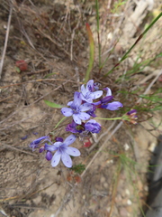 Blue cabong (Codonorhiza corymbosa)