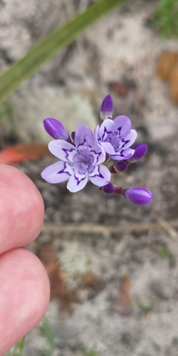 Blue cabong (Codonorhiza corymbosa)