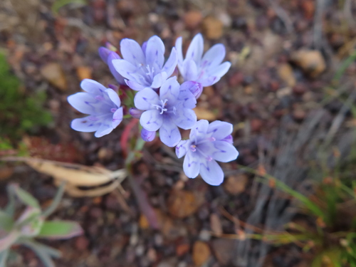 Blue cabong (Codonorhiza corymbosa)
