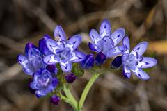Blue cabong (Codonorhiza corymbosa)