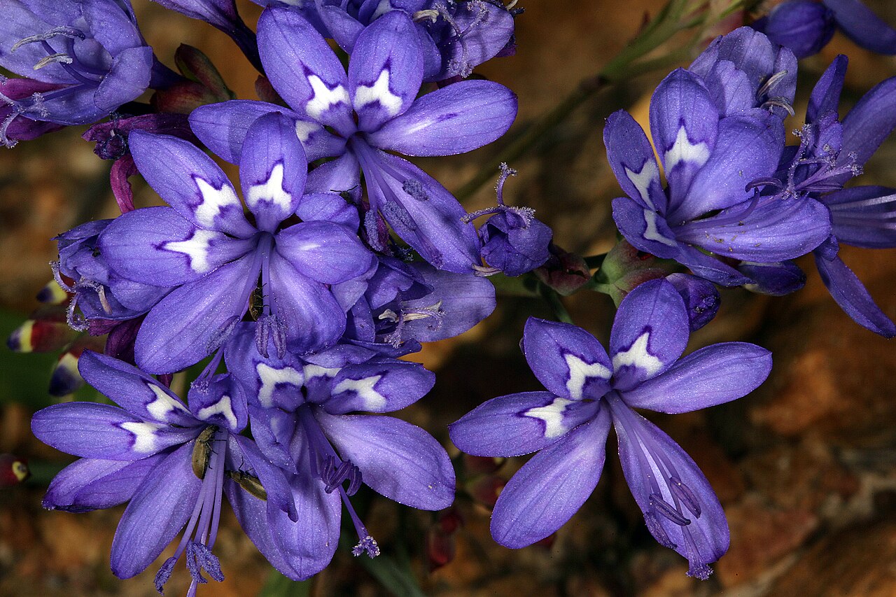 Elandsberg paintpetal: Codonorhiza elandsmontana , flowers; these are inverted, meaning that the three upper tepals (without white markings) and stamens are in the lower (front) posit