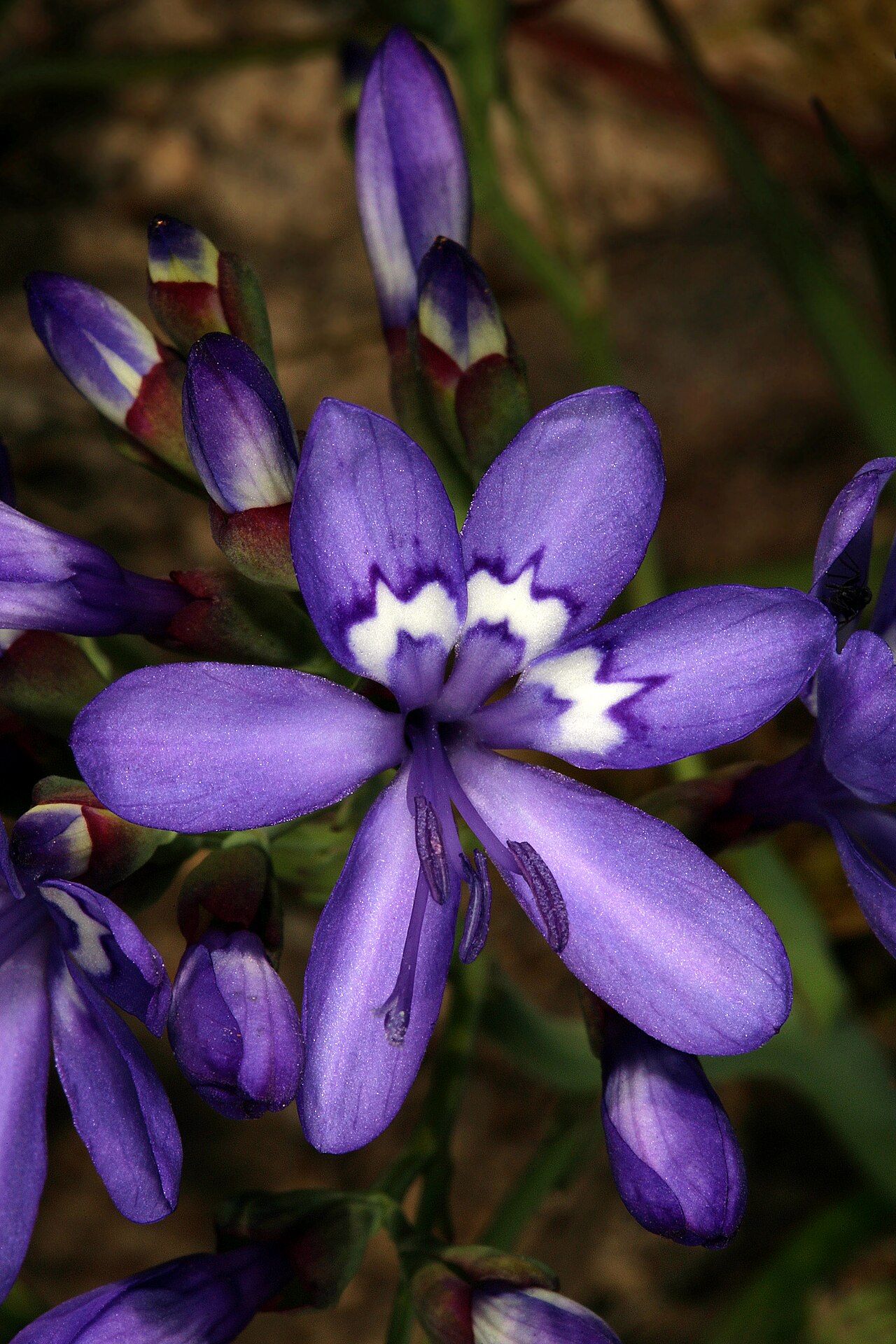 Elandsberg paintpetal: Codonorhiza elandsmontana , flowers; these are inverted, meaning that the three upper tepals (without white markings) and stamens are in the lower (front) posit