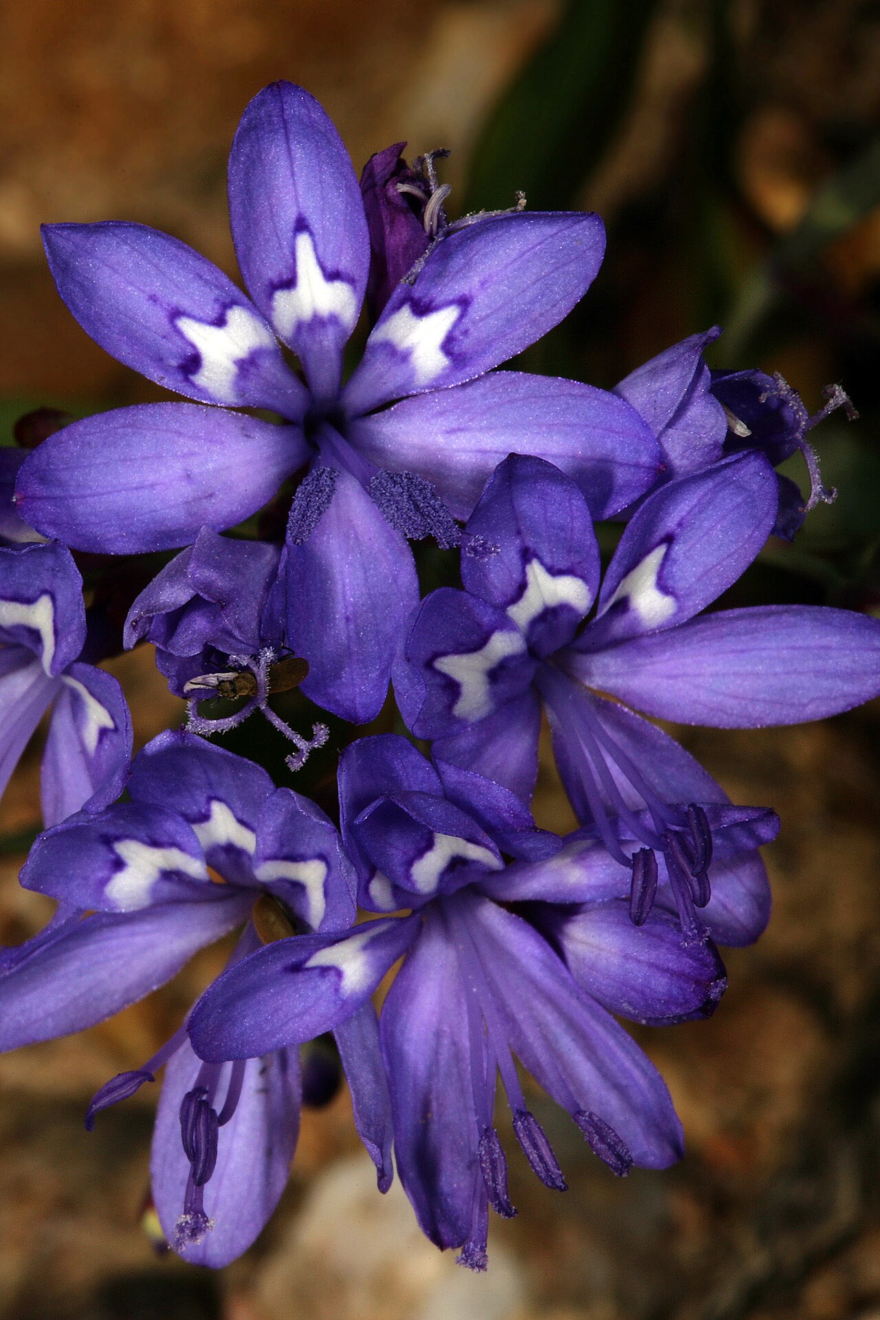 Elandsberg paintpetal: Codonorhiza elandsmontana , flowers; these are inverted, meaning that the three upper tepals (without white markings) and stamens are in the lower (front) posit