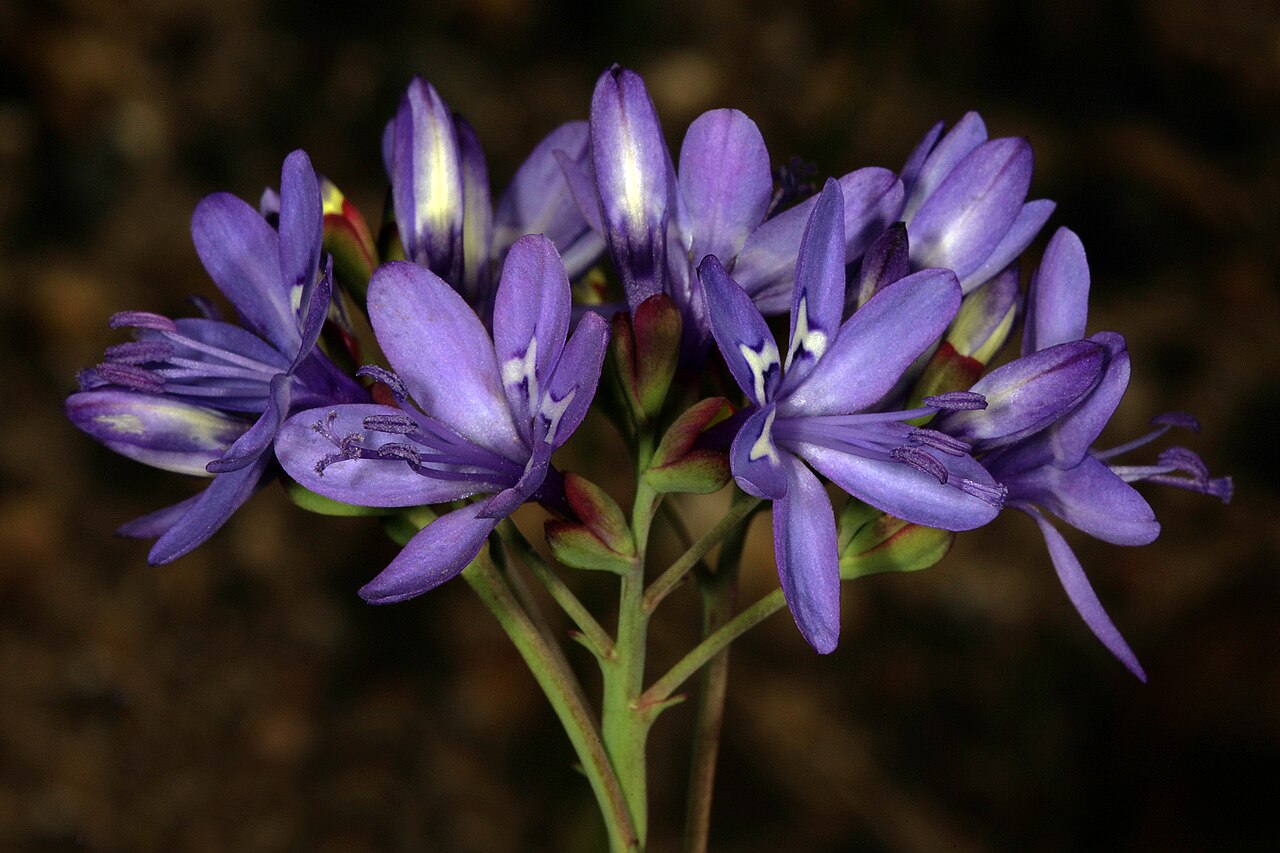 Elandsberg paintpetal: Codonorhiza elandsmontana , flowers; these are inverted, meaning that the three upper tepals (without white markings) and stamens are in the lower (front) posit