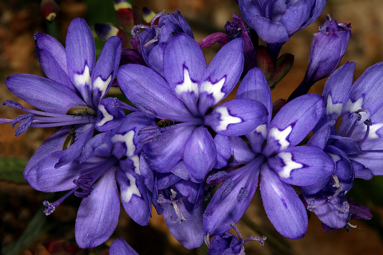 Elandsberg paintpetal: Codonorhiza elandsmontana , flowers, with visiting beetles; the flowers are inverted, meaning that the three upper tepals (without white markings) and stamens a