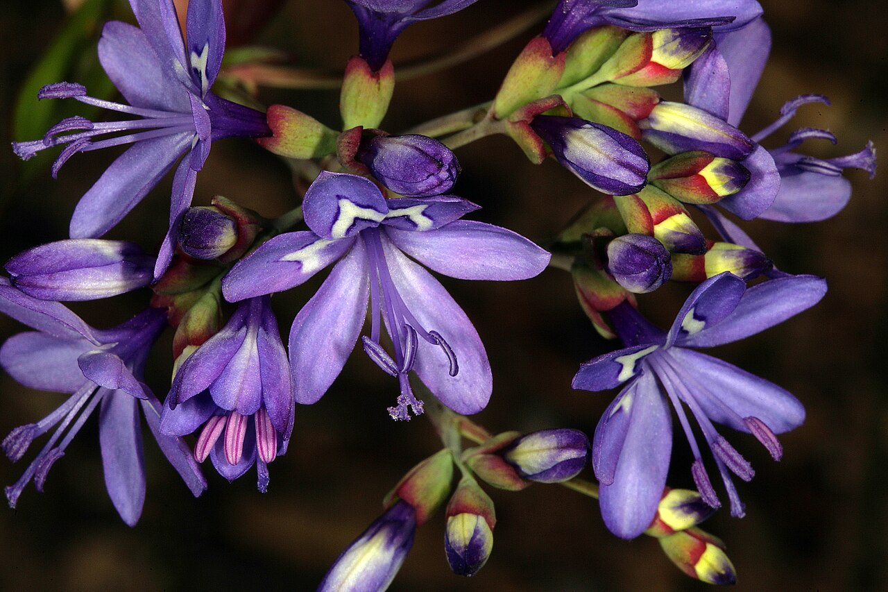 Elandsberg paintpetal: Codonorhiza elandsmontana , flowers; these are inverted, meaning that the three upper tepals (without white markings) and stamens are in the lower (front) posit