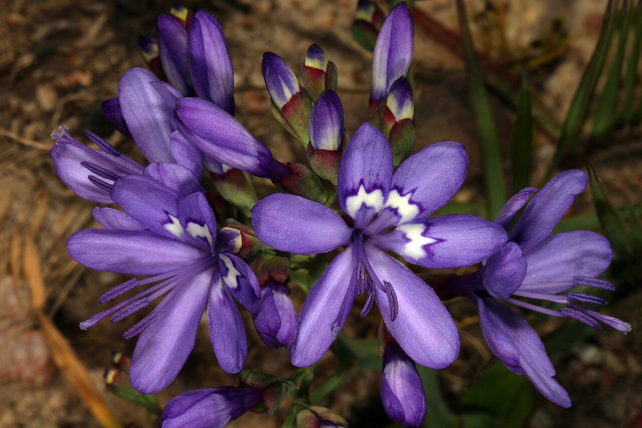 Elandsberg paintpetal: Codonorhiza elandsmontana , flowers; these are inverted, meaning that the three upper tepals (without white markings) and stamens are in the lower (front) posit