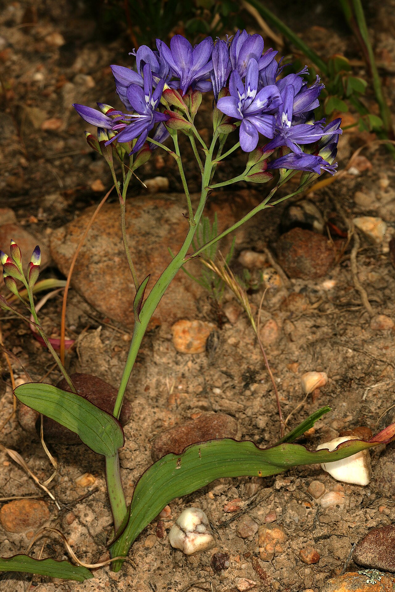 Elandsberg paintpetal: Codonorhiza elandsmontana , plant in flower; the flowers are inverted, meaning that the three upper tepals (without white markings) and stamens are in the lower