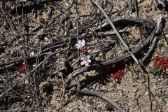 Codonorhiza falcata (Codonorhiza falcata)