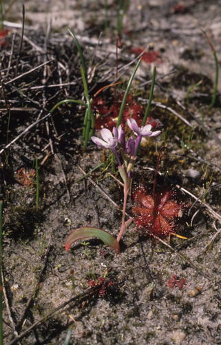 Codonorhiza falcata (Codonorhiza falcata)