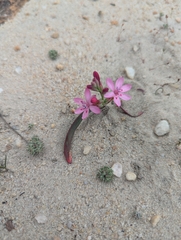 Codonorhiza falcata (Codonorhiza falcata)
