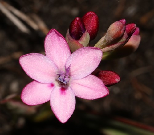 Codonorhiza falcata (Codonorhiza falcata)