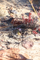 Codonorhiza falcata (Codonorhiza falcata)