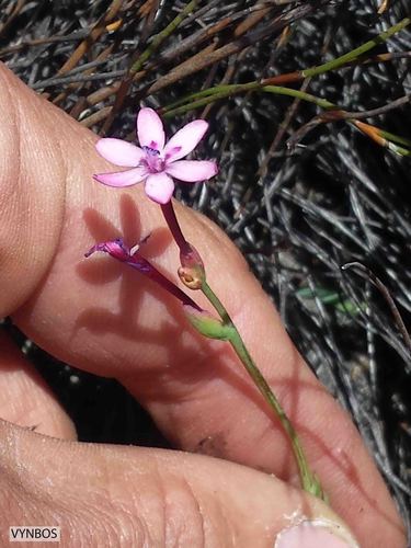 Codonorhiza falcata (Codonorhiza falcata)