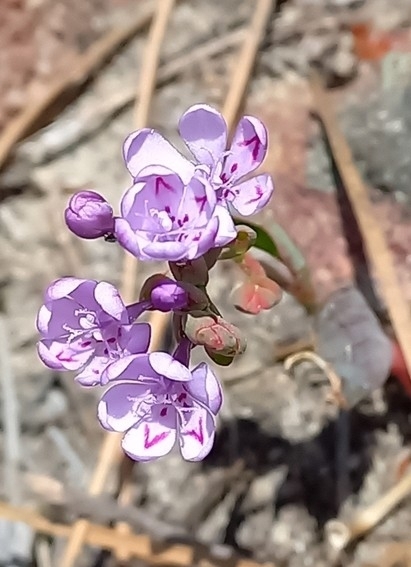 Codonorhiza falcata (Codonorhiza falcata)