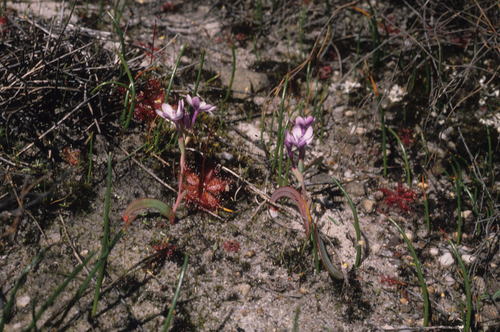 Codonorhiza falcata (Codonorhiza falcata)