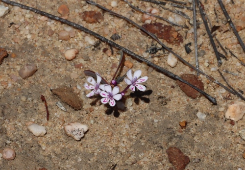 Codonorhiza falcata (Codonorhiza falcata)