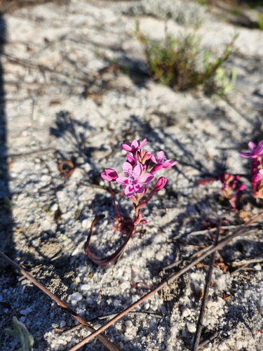 Codonorhiza falcata (Codonorhiza falcata)