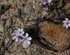 Codonorhiza falcata (Codonorhiza falcata)
