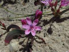 Codonorhiza falcata (Codonorhiza falcata)