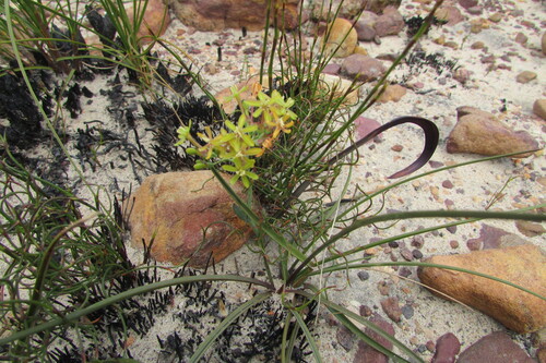Codonorhiza micrantha (Codonorhiza micrantha)