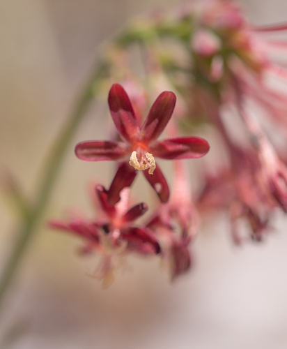 Codonorhiza micrantha (Codonorhiza micrantha)