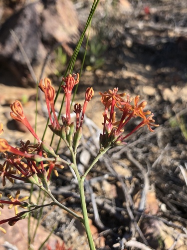 Codonorhiza micrantha (Codonorhiza micrantha)