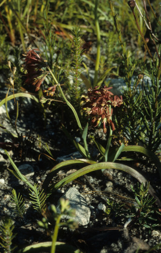 Codonorhiza micrantha (Codonorhiza micrantha)