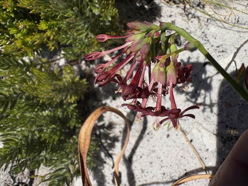 Codonorhiza micrantha (Codonorhiza micrantha)