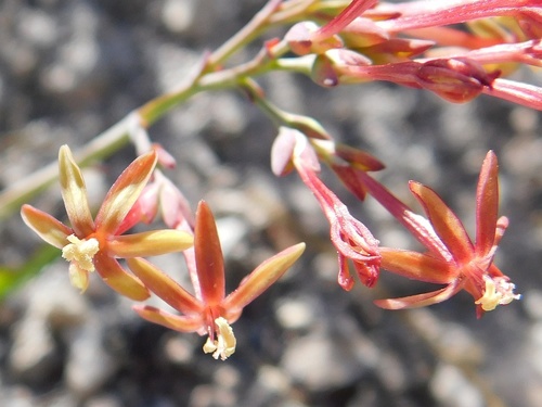 Codonorhiza micrantha (Codonorhiza micrantha)