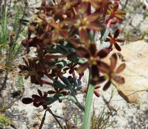 Codonorhiza micrantha (Codonorhiza micrantha)