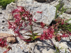Codonorhiza micrantha (Codonorhiza micrantha)