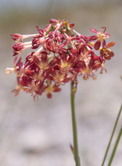 Codonorhiza micrantha (Codonorhiza micrantha)