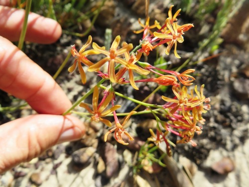 Codonorhiza micrantha (Codonorhiza micrantha)