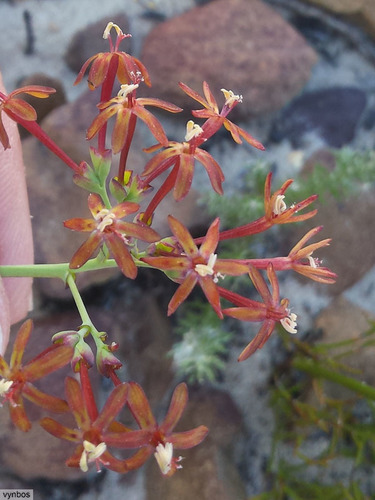Codonorhiza micrantha (Codonorhiza micrantha)