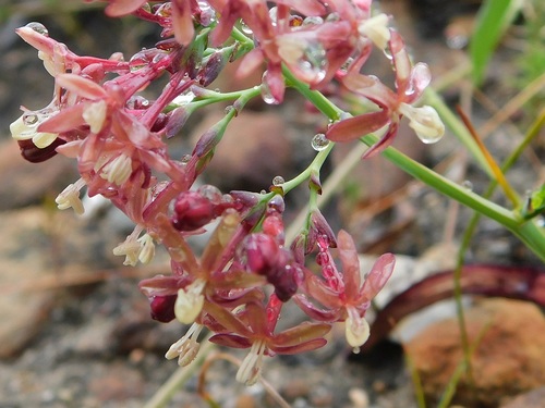 Codonorhiza micrantha (Codonorhiza micrantha)