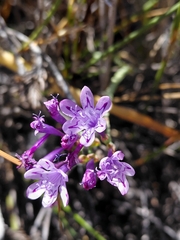 Codonorhiza pillansii (Codonorhiza pillansii)
