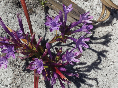 Codonorhiza pillansii (Codonorhiza pillansii)