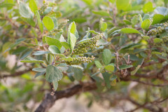 Coelocarpum haggierense (Coelocarpum haggierense)