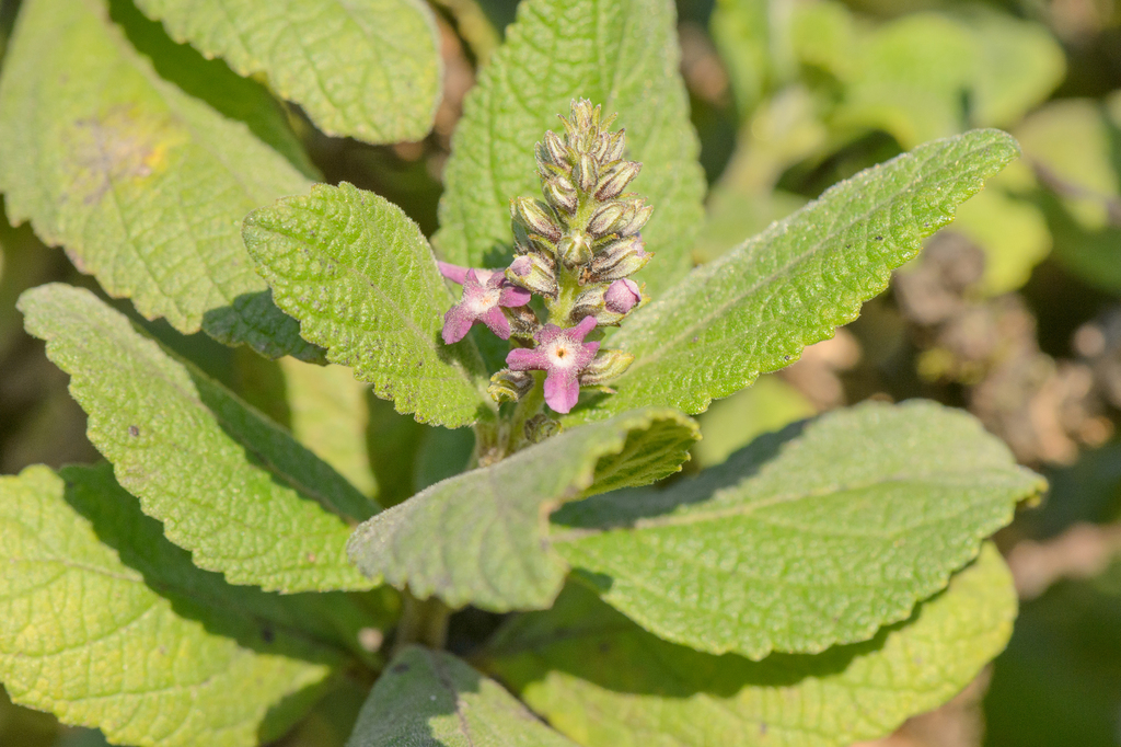 Coelocarpum haggierense (Coelocarpum haggierense)