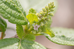 Coelocarpum socotranum (Coelocarpum socotranum)
