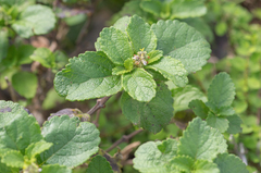 Coelocarpum socotranum (Coelocarpum socotranum)