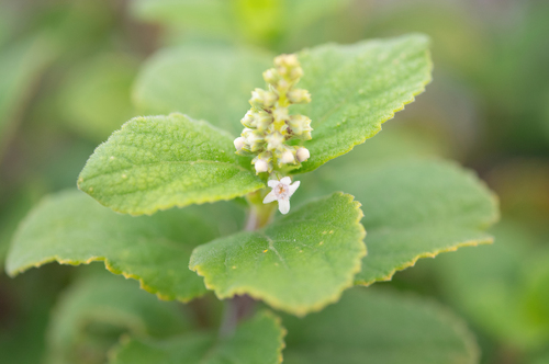 Coelocarpum socotranum (Coelocarpum socotranum)