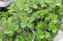 Coelocarpum socotranum (Coelocarpum socotranum)