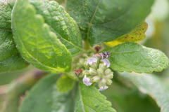 Coelocarpum socotranum (Coelocarpum socotranum)