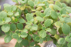 Coelocarpum socotranum (Coelocarpum socotranum)