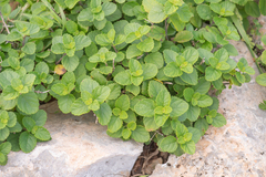 Coelocarpum socotranum (Coelocarpum socotranum)